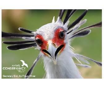 Magnet - Secretary Bird